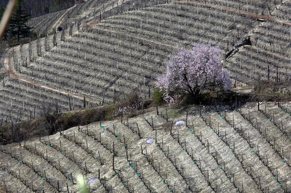 Cascina Arcangelo Raffaele Verduno Ngoại thất bức ảnh